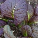 Brassica Juncea Giant Delicious 1600 Seeds Osaka Mustard Purple