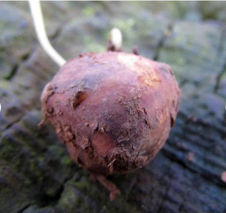 20 Seeds Earth Chestnut Seeds Conopodium Majus Rare Versatile & Delicious