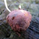 20 Seeds Earth Chestnut Seeds Conopodium Majus Rare Versatile & Delicious