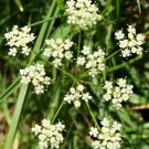 80 Seeds Earth Chestnut Seeds Conopodium Majus Rare Versatile & Delicious
