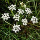 160 Seeds Earth Chestnut Seeds Conopodium Majus Rare Versatile & Delicious