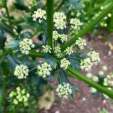 320 Seeds Earth Chestnut Seeds Conopodium Majus Rare Versatile & Delicious