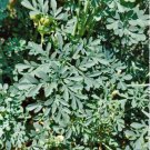 20 Seeds Rue Seeds Ruta Graveolens Highly Aromatic Medicinal and Perennial