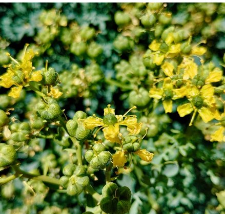 40 Seeds Rue Seeds Ruta Graveolens Highly Aromatic Medicinal and Perennial