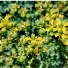 40 Seeds Rue Seeds Ruta Graveolens Highly Aromatic Medicinal and Perennial