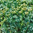 Ruta Graveolens Highly Aromatic Medicinal and Perennial 80 Seeds Rue Seeds