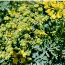 Ruta Graveolens Highly Aromatic Medicinal and Perennial 160 Seeds Rue Seeds