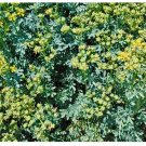 Medicinal and Perennial 320 Seeds Rue Seeds Ruta Graveolens Highly Aromatic