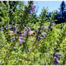 20 Seeds Moldavian Dragonhead Seeds Dracocephalum Moldavica Aromatic