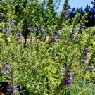 40 Seeds Moldavian Dragonhead Seeds Dracocephalum Moldavica Aromatic