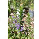 80 Seeds Moldavian Dragonhead Seeds Dracocephalum Moldavica Aromatic