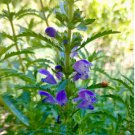 Seeds Dracocephalum Moldavica Aromatic 160 Seeds Moldavian Dragonhead