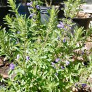 Seeds Dracocephalum Moldavica Aromatic 320 Seeds Moldavian Dragonhead