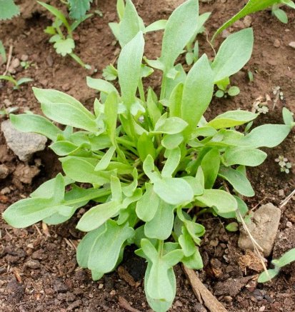 100 Seeds Sheep Sorrel Seeds Rumex Acetosella Edible & Medicinal