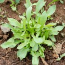 100 Seeds Sheep Sorrel Seeds Rumex Acetosella Edible & Medicinal