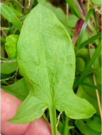 200 Seeds Sheep Sorrel Seeds Rumex Acetosella Edible & Medicinal