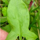 200 Seeds Sheep Sorrel Seeds Rumex Acetosella Edible & Medicinal