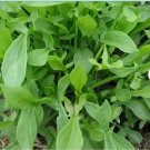 Seeds Rumex Acetosella Edible & Medicinal 400 Seeds Sheep Sorrel