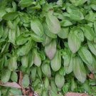 Seeds Rumex Acetosella Edible & Medicinal 800 Seeds Sheep Sorrel