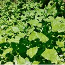 10 Seeds Vegetable New Zealand Spinach Seeds Tetragonia Tetragonioides