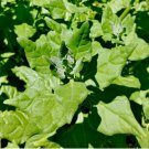 20 Seeds Vegetable New Zealand Spinach Seeds Tetragonia Tetragonioides