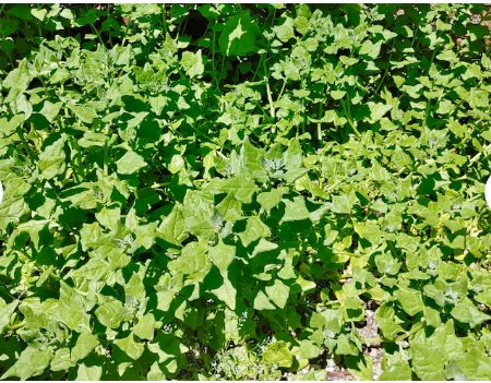 Spinach Seeds Tetragonia Tetragonioides 40 Seeds Vegetable New Zealand