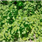 Spinach Seeds Tetragonia Tetragonioides 40 Seeds Vegetable New Zealand