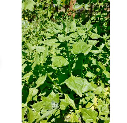80 Seeds Vegetable Spinach Seeds Tetragonia Tetragonioides New Zealand