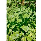 80 Seeds Vegetable Spinach Seeds Tetragonia Tetragonioides New Zealand