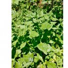 Tetragonia Tetragonioides New Zealand 160 Seeds Vegetable Spinach Seeds