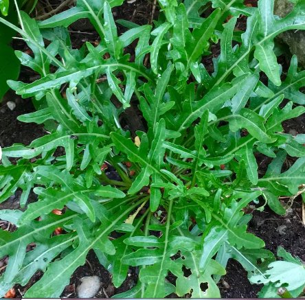 100 Seeds Vegetable Sylvetta Arugula Seeds Diplotaxis Tenuifolia Perennial & Prolific
