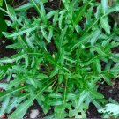 100 Seeds Vegetable Sylvetta Arugula Seeds Diplotaxis Tenuifolia Perennial & Prolific
