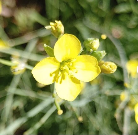 Seeds Diplotaxis Tenuifolia Perennial & Prolific 200 Seeds Vegetable Sylvetta Arugula