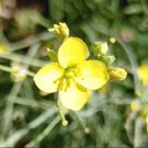 Seeds Diplotaxis Tenuifolia Perennial & Prolific 200 Seeds Vegetable Sylvetta Arugula
