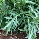 Seeds Diplotaxis Tenuifolia Sylvetta Arugula Perennial & Prolific 800 Seeds Vegetable