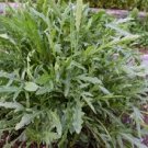 1600 Seeds Vegetable Seeds Diplotaxis Tenuifolia Sylvetta Arugula Perennial & Prolific