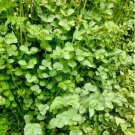 50 Seeds Vegetable Salad Burnet Seeds Sanguisorba Minor Perennial & Delicious