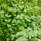 Burnet Seeds Sanguisorba Minor Perennial & Delicious 200 Seeds Vegetable Salad