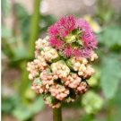 Sanguisorba Minor Perennial & Delicious Vegetable Salad 800 Seeds Burnet Seeds