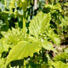 100 Seeds Green Shiso Seeds Perilla Frutescens Delicious Aromatic and Versatile