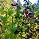 200 Seeds Green Shiso Seeds Perilla Frutescens Delicious Aromatic and Versatile