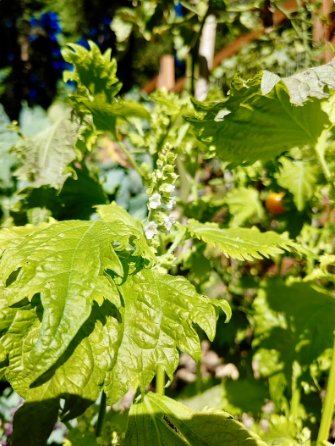 Perilla Frutescens Delicious Aromatic and Versatile 400 Seeds Green Shiso Seeds