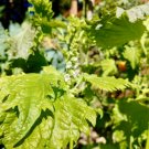 Perilla Frutescens Delicious Aromatic and Versatile 400 Seeds Green Shiso Seeds