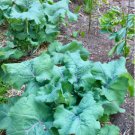 100 Seeds Purple Island Kale Seeds Brassica Oleraceae Vigorous & Prolific