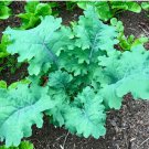 200 Seeds Purple Island Kale Seeds Brassica Oleraceae Vigorous & Prolific
