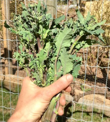 Brassica Oleraceae Vigorous & Prolific 400 Seeds Purple Island Kale Seeds