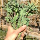 Brassica Oleraceae Vigorous & Prolific 400 Seeds Purple Island Kale Seeds