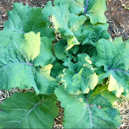 800 Seeds Brassica Oleraceae Vigorous & Prolific Purple Island Kale Seeds