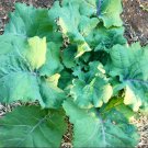 800 Seeds Brassica Oleraceae Vigorous & Prolific Purple Island Kale Seeds