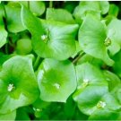100 Seeds Miners Lettuce Seeds Claytonia Perfoliata Delicious & High Yielding Leaf Vegetable